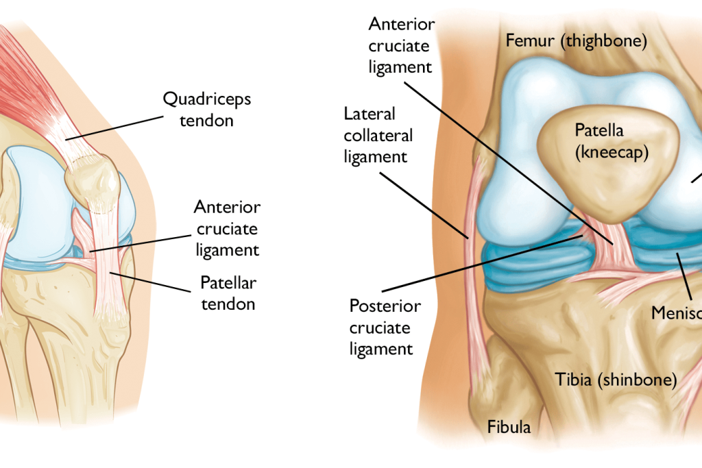 The Anatomy Of The Knees