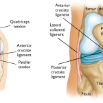 The Anatomy Of The Knees