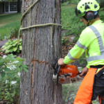 Lawn and Landscape Services – Lawn and Landscape Services | Professional Outdoor Maintenance and Design Solutions